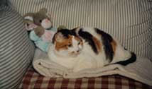 calico cat on sofa