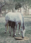 blue mare and colt