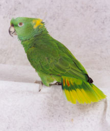 amazon parrot