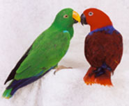 eclectus parrots