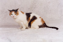 calico cat