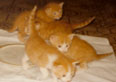 orange kittens