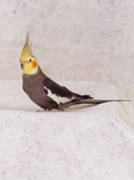 cockatiel